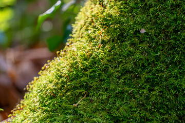 green moss on a tree