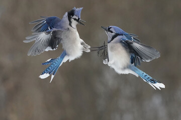 Blue Jays food aggression on the bird feeder on a sunny bright late winter morning