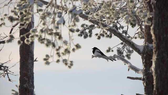 Eurasian magpie, Pica pica perched and flying away in a Finnish forest