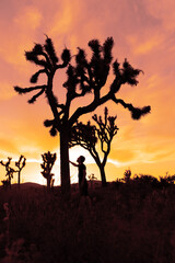 Fototapeta na wymiar Woman silhouette in Joshua Tree National Park in a summer day with sun backlight. Western still life with amazing cactus. 