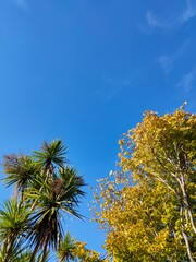 Obraz premium palms and a tree with yellow leaves on a sunny day