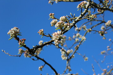 Branch with blossoming pear flowers in spring	