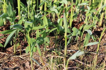 Solomon's-Seal flower new shoots grow in a sunny spring woodland