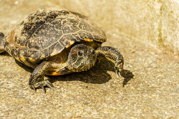 European pond turtle walking on the floor