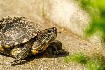 European pond turtle walking on the floor