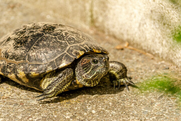European pond turtle walking on the floor