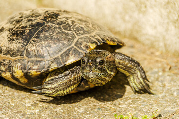 European pond turtle walking on the floor