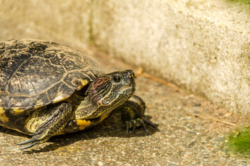 European pond turtle walking on the floor
