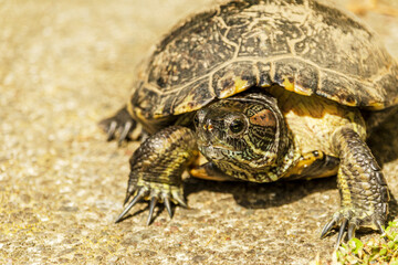 European pond turtle walking on the floor