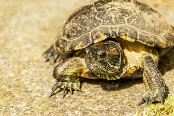European pond turtle walking on the floor