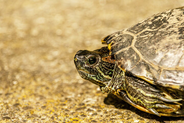 European pond turtle walking on the floor