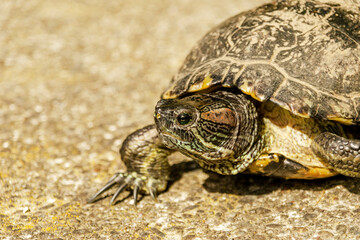 European pond turtle walking on the floor