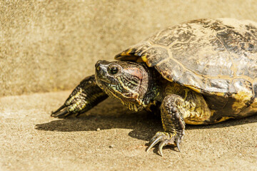 European pond turtle walking on the floor