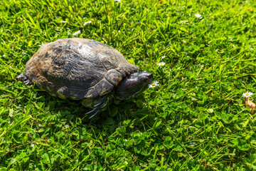 European pond turtle in the grass