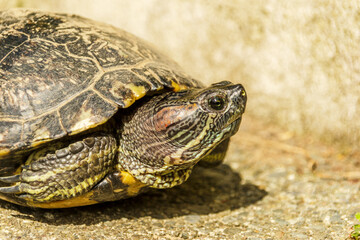 European pond turtle walking on the floor