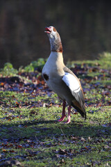 Egyptian goose