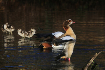 Egyptian goose