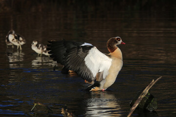Egyptian goose flapping