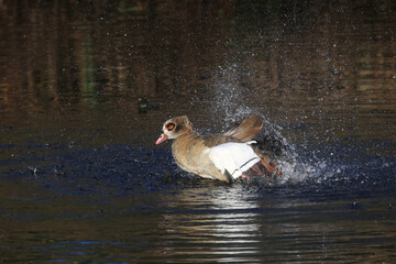 Egyptian goose splashing