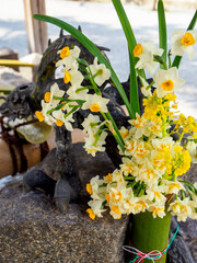 手水舎に飾られた水仙