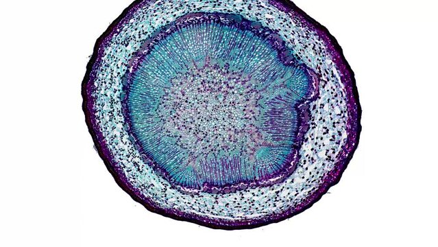 zoom in cross section cut slice of plant stem under the microscope – microscopic view of plant cells for botanic education – high quality animation