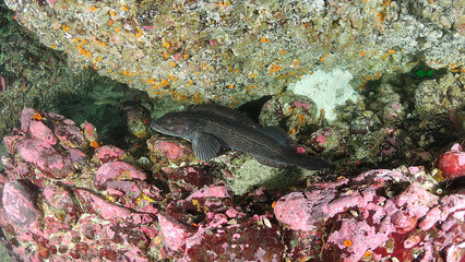 Male lingcod protecting eggs