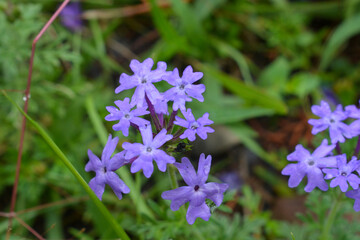 Obraz premium Gentian Flowers in the garden