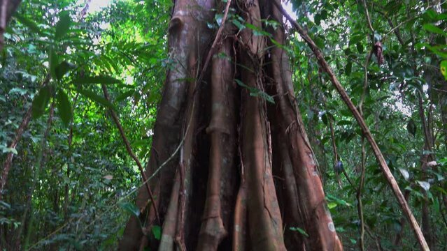 Big Ceiba Tree in Forest