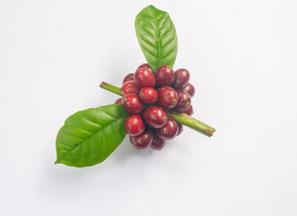 Lao coffee Paksong coffee Fresh red coffee isolated Asian fruit farming agriculture Laos coffee on white background