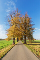 Obraz premium Lindenallee mit blauem Himmel bei Bargfeld-Stegen in Schleswig-Holstein im Herbst. Winterlinde (Tilia cordata).