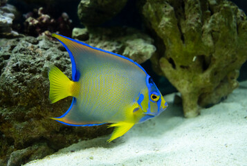 Fototapeta na wymiar adult queen angelfish close up swimming in an aquarium