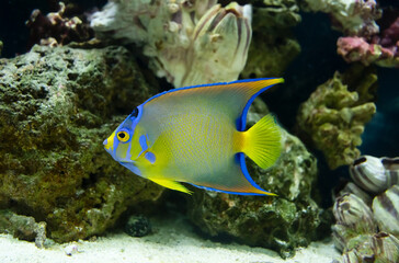 Naklejka na ściany i meble adult queen angelfish close up swimming in an aquarium