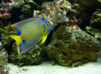 Fototapeta na wymiar adult queen angelfish close up swimming in an aquarium