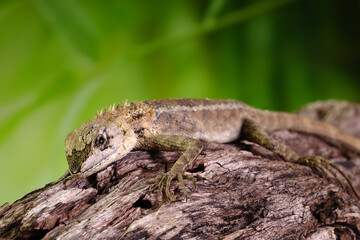 Common garden lizard molting on the tree in summer season. Lizard shedding skin. Selective focus with copy space