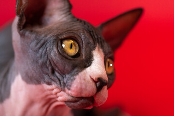 Portrait of one of most beautiful cats of Canadian Sphynx on bright red background. Black and white female kitten with expressive yellow eyes looks away. Close-up. Studio shot. Concept of rare pets.