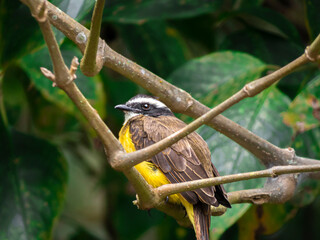 Pájaro Bienteveo común, Colombia.