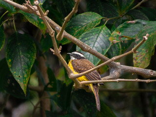 Pájaro Bienteveo común, Colombia.
