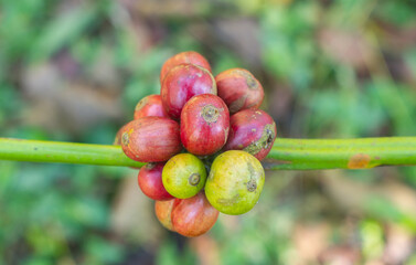 Ripe red coffee beans beli background