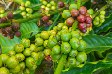 Lao coffee Paksong pictures of ripecoffeebeans ready tobe harvested at the organic coffee plantation farm fresh coffee