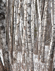 Birch trees