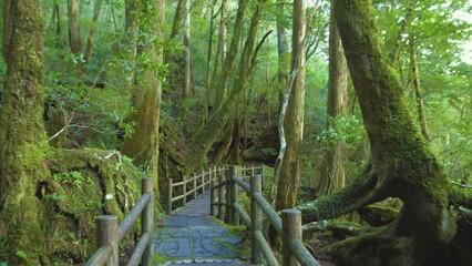Cinematic gimbal shot of mossy ancient forest in Yakusugi Land in Yakushima, Japan