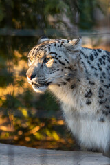 Obraz premium A snow leopard staring at something during a sunset.