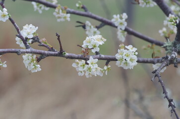 Red wasp pollinating a plum tree