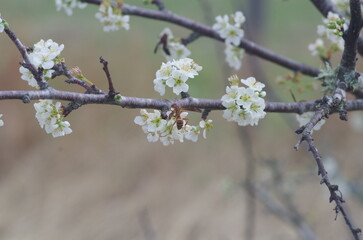 Red wasp pollinating a plum tree