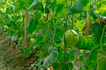 Melon grown in greenhouses