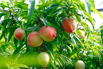 Organic peaches on tree branch
