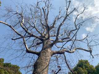 ボタンノキ、青空