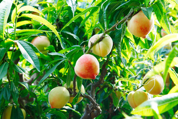 Organic peaches on tree branch