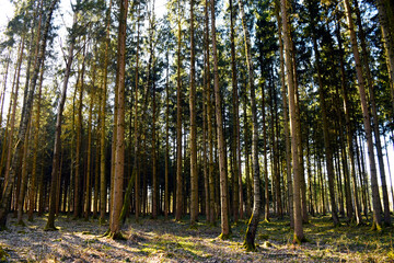Forest trees with sunlight 