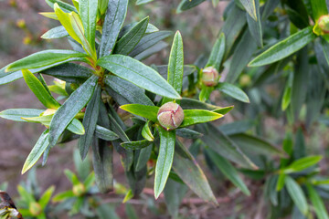 Cistus ladanifer bud and leaves